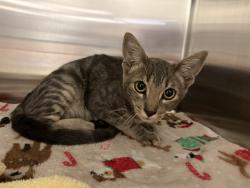 Shelter Stray Male Cat last seen RYAN TAYLOR DR / BROOKEFIELD CIR, 11232 B Ave, Auburn, CA 95603, USA