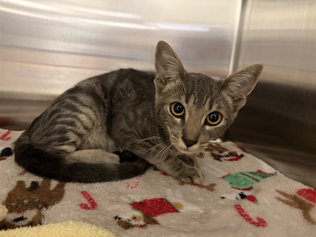 Shelter Stray Male Cat last seen RYAN TAYLOR DR / BROOKEFIELD CIR, 11232 B Ave, Auburn, CA 95603, USA