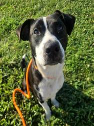 Shelter Stray Male Dog last seen BELLEFONTAINE, 10521 Baur Blvd, Olivette, MO 63132, USA