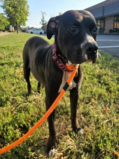 Shelter Stray Female Dog last seen CASTLE POINT, 10521 Baur Blvd, Olivette, MO 63132, USA