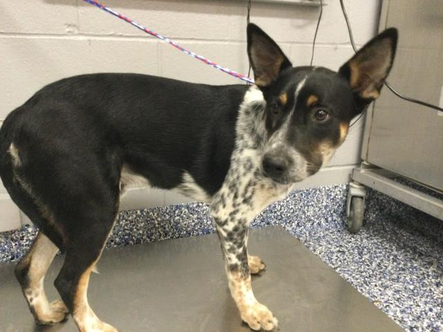 Shelter Stray Male Dog last seen DILLON RD/ I 10 FWY, 72050 Pet Land Pl, Thousand Palms, CA 92276, USA