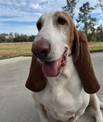 Lost Female Dog last seen Stagecoach Tr / 491, Homosassa, FL 34448