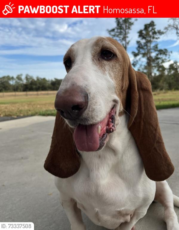 Lost Female Dog last seen Stagecoach Tr / 491, Homosassa, FL 34448