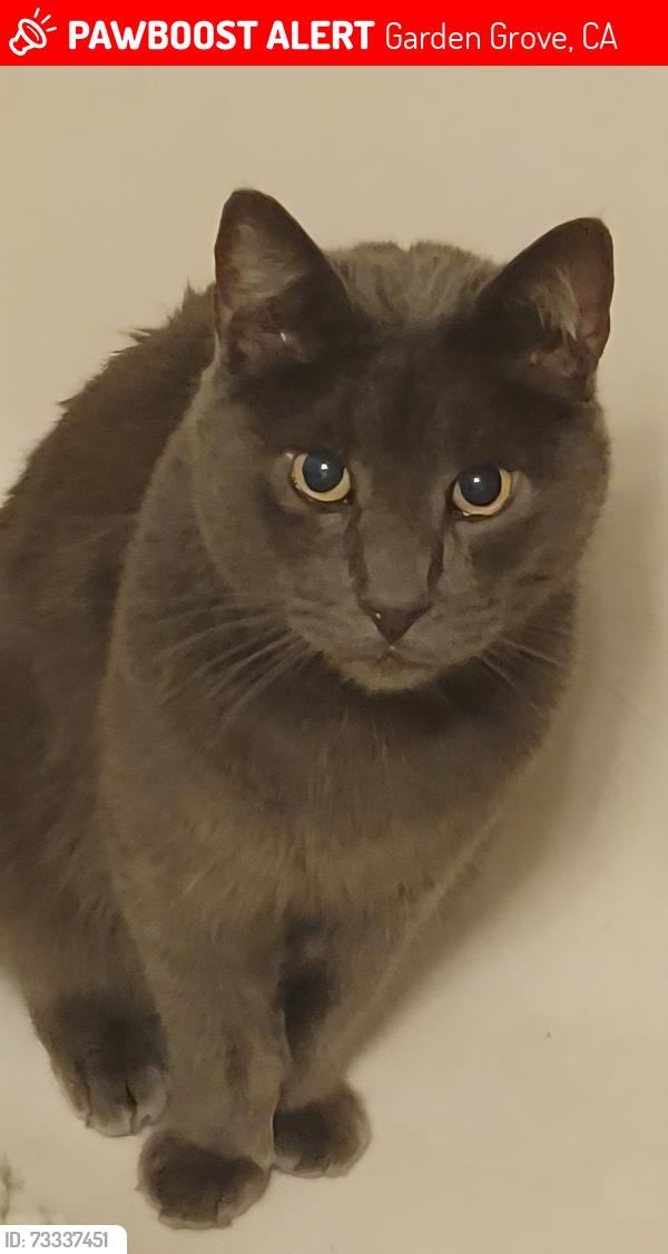 Lost Male Cat last seen Stanford Ave. & Magnolia St., Garden Grove, CA 92841