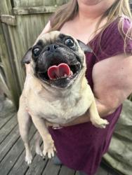Reunited Female Dog last seen Near W Nickell Ave, Independence, MO 64050, USA, Independence, MO 64050