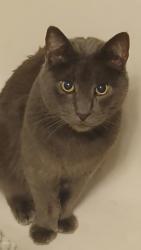 Lost Male Cat last seen Stanford Ave. & Magnolia St., Garden Grove, CA 92841