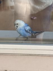 Found/Stray Unknown Bird last seen Jewell and Evans, Denver, CO 80219