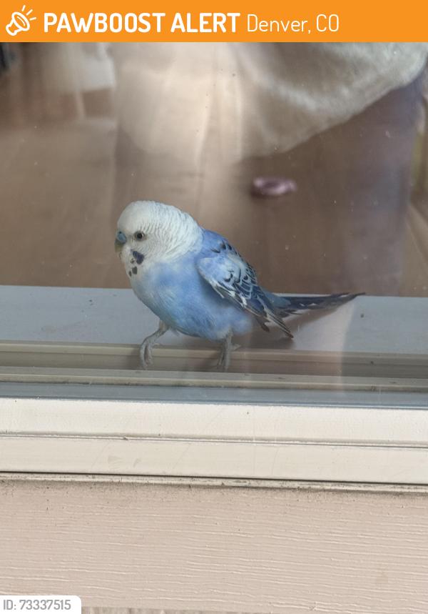 Found/Stray Unknown Bird last seen Jewell and Evans, Denver, CO 80219