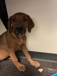 Shelter Stray Female Dog last seen Near BLOCK W 3100 S, WEST VALLEY CITY UT 84119, 4522 W 3500 S, West Valley City, UT 84120, USA