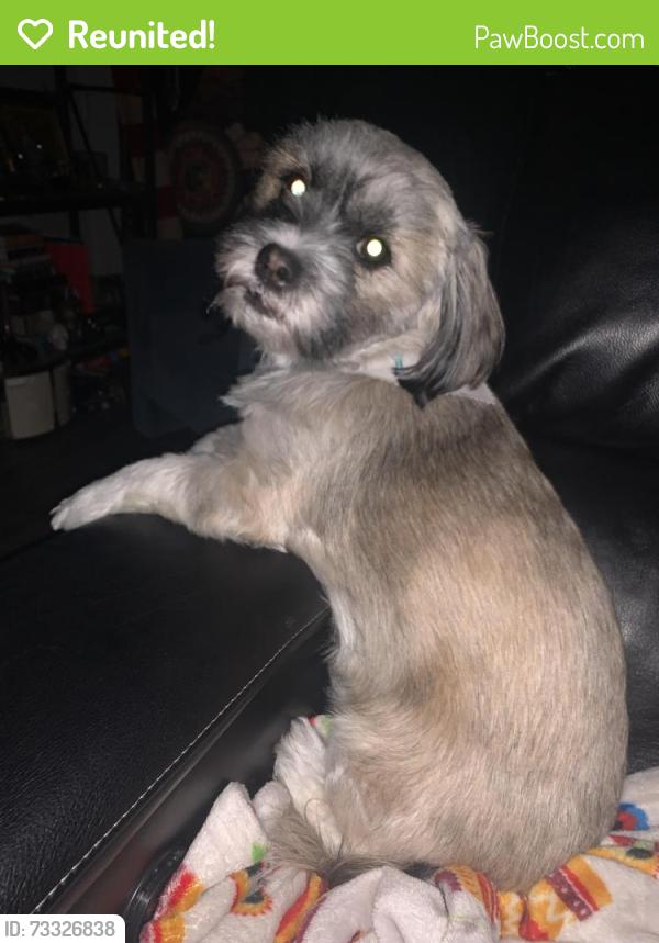 Reunited Female Dog last seen Lincolnshire drive, San Antonio, TX 78220