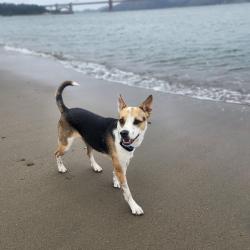 Reunited Female Dog last seen Redwood bowl, Oakland, CA 94611