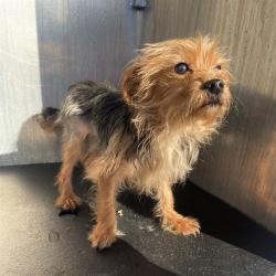 Shelter Stray Male Dog last seen SOMERSET RD, 4710 TX-151, San Antonio, TX 78227, USA