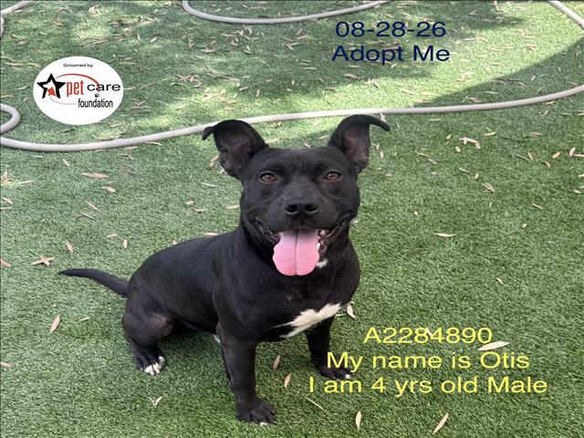 Shelter Stray Male Dog last seen , 1850 W 60th St, Los Angeles, CA 90047, USA