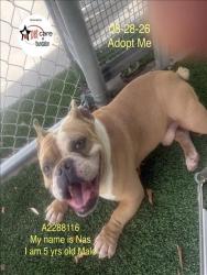 Shelter Stray Male Dog last seen , 1850 W 60th St, Los Angeles, CA 90047, USA