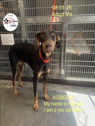 Shelter Stray Male Dog last seen , 1850 W 60th St, Los Angeles, CA 90047, USA