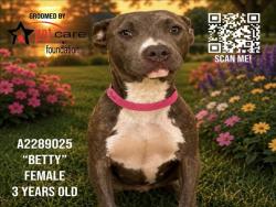 Shelter Stray Female Dog last seen , 1850 W 60th St, Los Angeles, CA 90047, USA