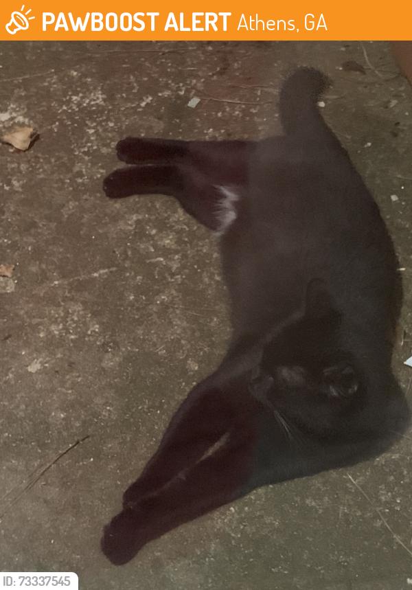 Found/Stray Unknown Cat last seen Lavender Glen neighborhood, Athens, GA 30606