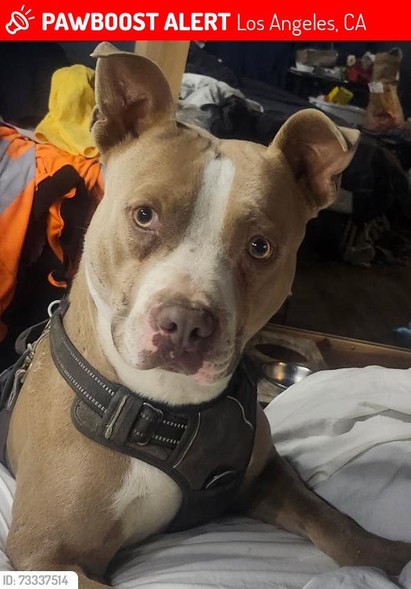 Lost Male Dog last seen Resida bl, Los Angeles, CA 91325