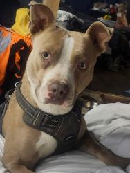 Lost Male Dog last seen Resida bl, Los Angeles, CA 91325