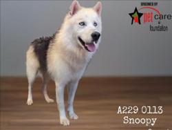 Shelter Stray Male Dog last seen , 1850 W 60th St, Los Angeles, CA 90047, USA