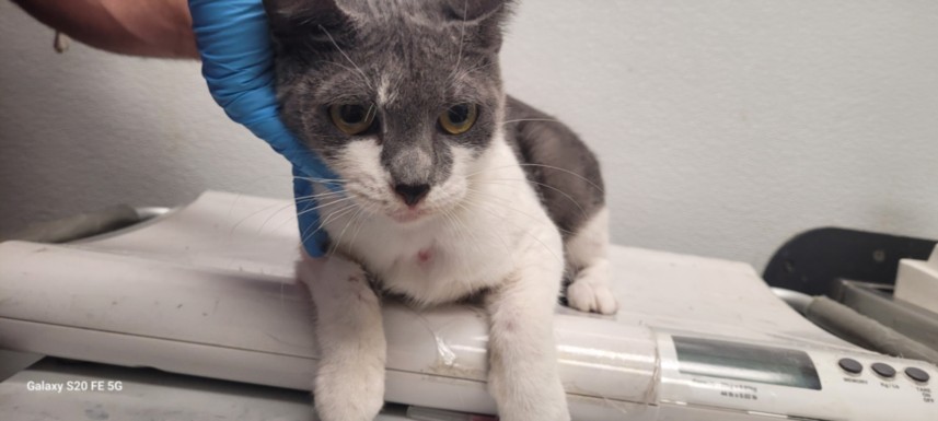 Shelter Stray Female Cat last seen , 1850 W 60th St, Los Angeles, CA 90047, USA