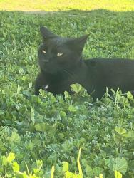 Lost Female Cat last seen Near San Diego Freeway, Los Angeles, CA 91406