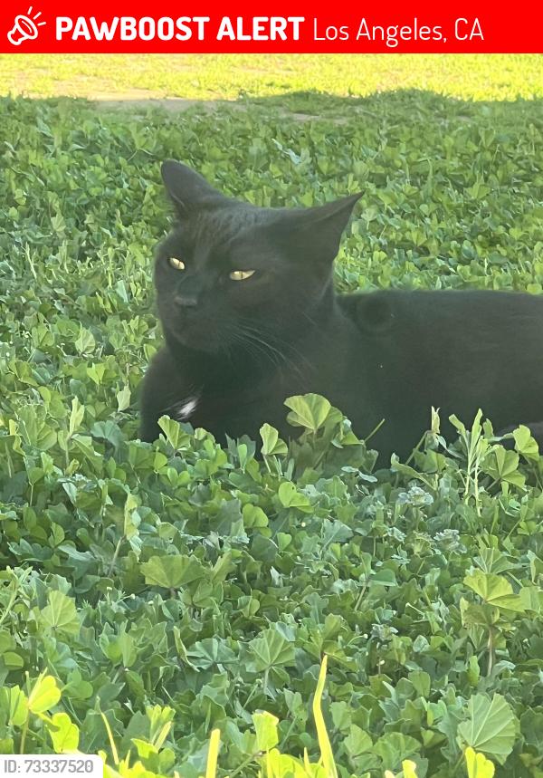 Lost Female Cat last seen Near San Diego Freeway, Los Angeles, CA 91406