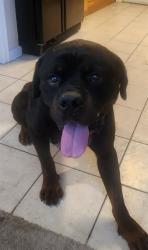 Shelter Stray Male Dog last seen 17TH AVE & 77TH ST, 2127 Front St, Sacramento, CA 95818, USA