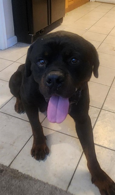 Shelter Stray Male Dog last seen 17TH AVE & 77TH ST, 2127 Front St, Sacramento, CA 95818, USA