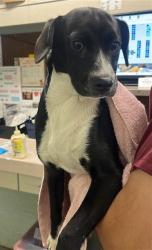 Shelter Stray Male Dog last seen NORWOOD AVE & FAIRBANKS AVE, 2127 Front St, Sacramento, CA 95818, USA