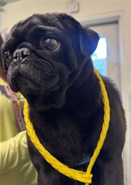 Shelter Stray Male Dog last seen 69TH AVE & CANDLEWOOD WAY, 2127 Front St, Sacramento, CA 95818, USA
