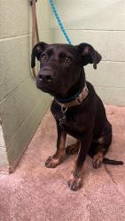 Shelter Stray Female Dog last seen FRUITRIDGE RD & STOCKTON BLVD, 2127 Front St, Sacramento, CA 95818, USA