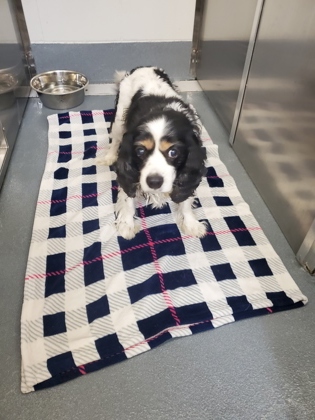 Shelter Stray Male Dog last seen E Dove Rd + White Chapel, Southlake, TX, 330 Rufe Snow Dr, Keller, TX 76248, USA