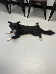 Shelter Stray Male Dog last seen 67, City of Alvarado, TX, 602 S Pkwy Dr, Alvarado, TX 76009, USA