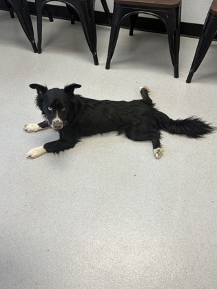 Shelter Stray Male Dog last seen 67, City of Alvarado, TX, 602 S Pkwy Dr, Alvarado, TX 76009, USA