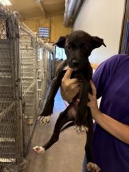 Shelter Stray Female Dog last seen 67, City of Alvarado, TX, 602 S Pkwy Dr, Alvarado, TX 76009, USA