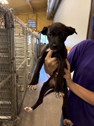 Shelter Stray Female Dog last seen 67, City of Alvarado, TX, 602 S Pkwy Dr, Alvarado, TX 76009, USA