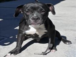 Shelter Stray Male Dog last seen , 1850 W 60th St, Los Angeles, CA 90047, USA