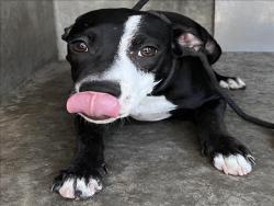 Shelter Stray Male Dog last seen , 1850 W 60th St, Los Angeles, CA 90047, USA