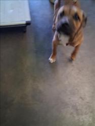 Shelter Stray Female Dog last seen , 1850 W 60th St, Los Angeles, CA 90047, USA
