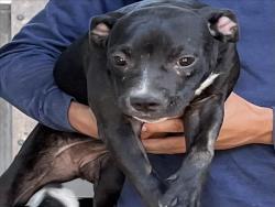 Shelter Stray Female Dog last seen , 1850 W 60th St, Los Angeles, CA 90047, USA
