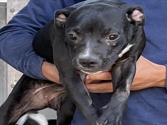 Shelter Stray Female Dog last seen , 1850 W 60th St, Los Angeles, CA 90047, USA
