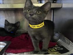 Shelter Stray Female Cat last seen , 1850 W 60th St, Los Angeles, CA 90047, USA
