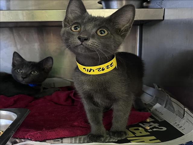 Shelter Stray Female Cat last seen , 1850 W 60th St, Los Angeles, CA 90047, USA