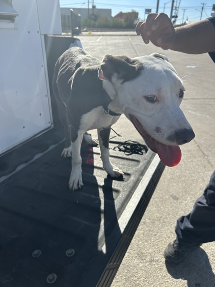 Shelter Stray Female Dog last seen Near E Seminary Dr, South District, TX, 355 Hillshire Dr, Haslet, TX 76052, USA