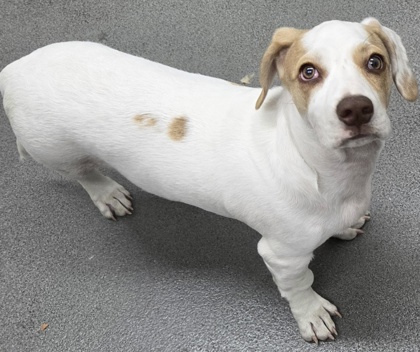 Shelter Stray Male Dog last seen Coffee and Hageman, City, CA, 3000 Gibson St, Bakersfield, CA 93308, USA