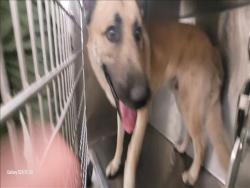 Shelter Stray Male Dog last seen , 1850 W 60th St, Los Angeles, CA 90047, USA