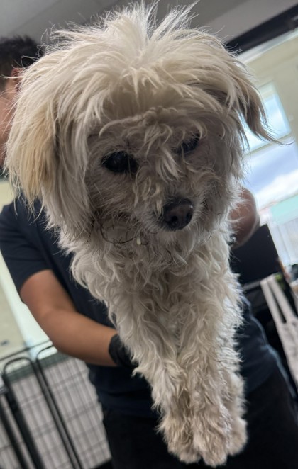 Shelter Stray Female Dog last seen Cooloidge and School st, Oakland, CA, 1101 29th Ave, Oakland, CA 94601, USA