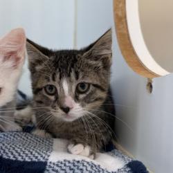 Shelter Stray Male Cat last seen , , CA, 1101 29th Ave, Oakland, CA 94601, USA