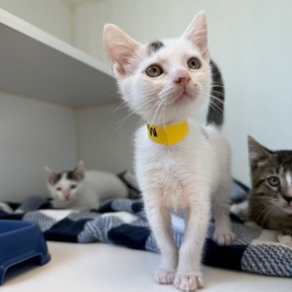 Shelter Stray Male Cat last seen , , CA, 1101 29th Ave, Oakland, CA 94601, USA